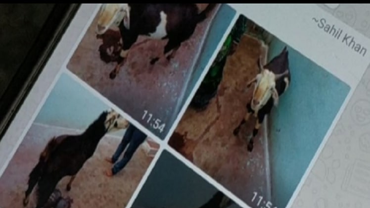 वाट्सऐप ग्रुप पर बकरों की बिक्री 