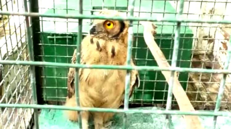 सुनहरा उल्लू (Photo:aajtak)