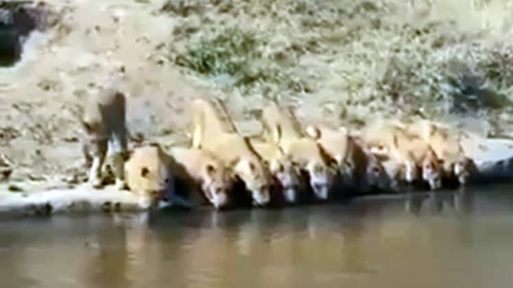 Photo Video Grab tweeted by @susantananda3