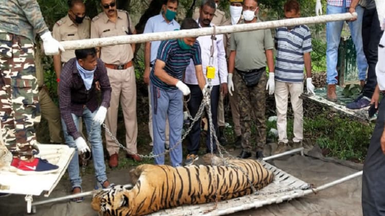 टाइगर एमटी-03 की मौत