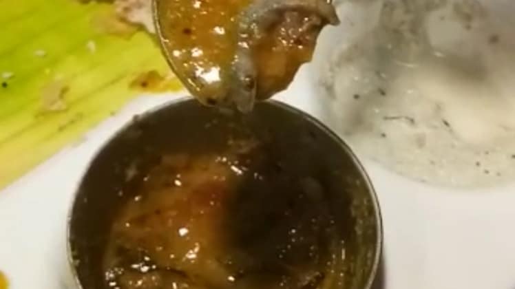 सांभर में मिली छिपकली 