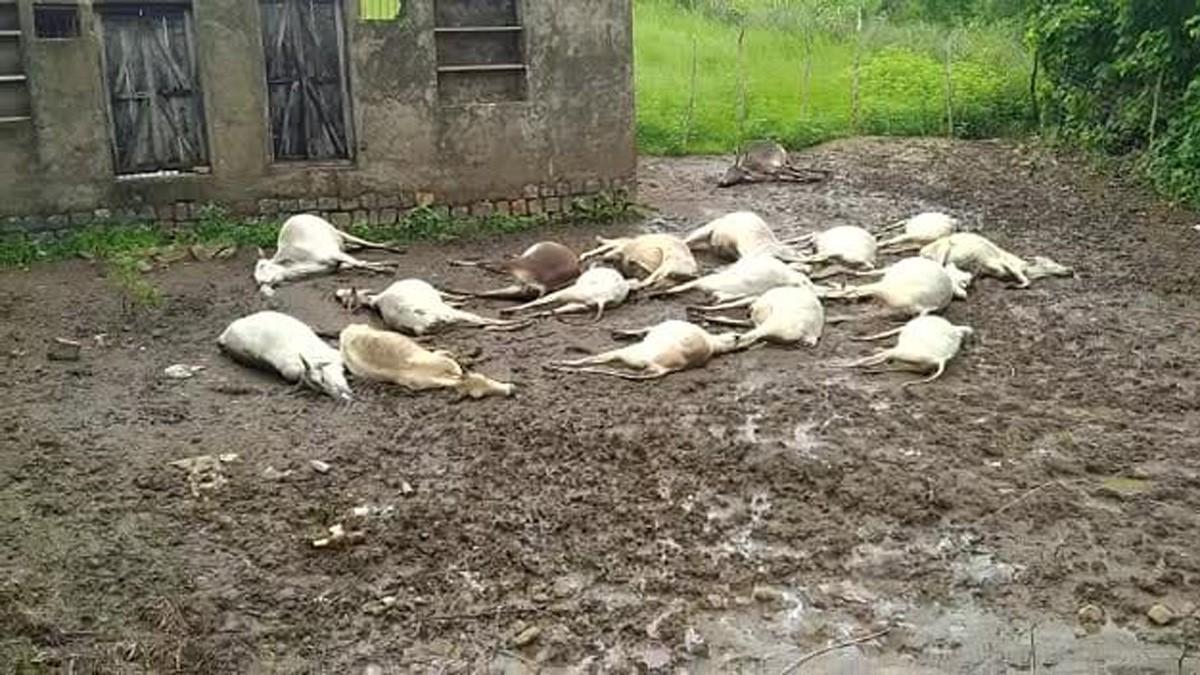 करंट लगने से 19 गायों की मौत (फोटो आजतक)