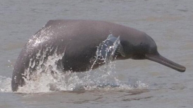 सरकार शुरू करेगी डॉल्फिन प्रोजेक्ट 