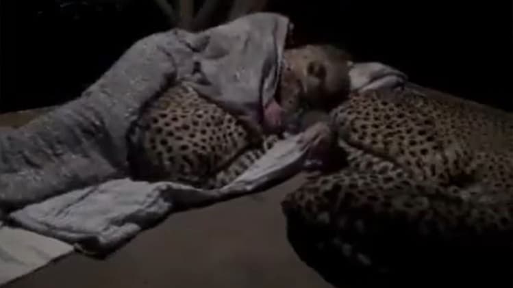 चीतों के साथ लेटा शख्स