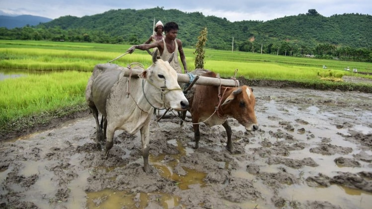 गुजरात में किसान सहाय योजना (फाइल फोटो-PTI)