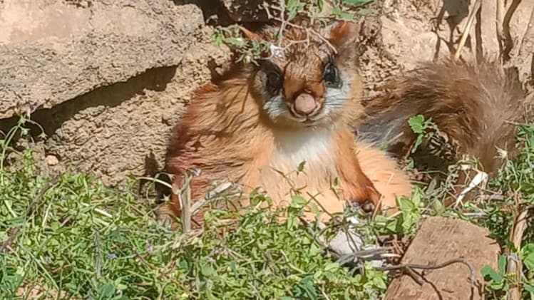 उड़न गिलहरी 