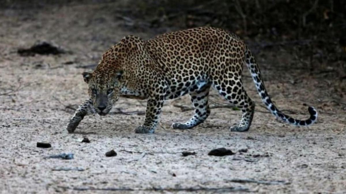 सांकेतिक तस्वीर