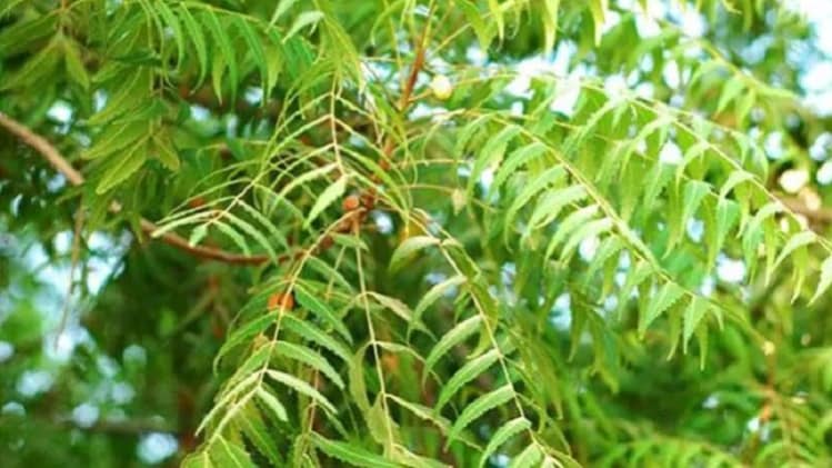 प्रतीकात्मक तस्वीर