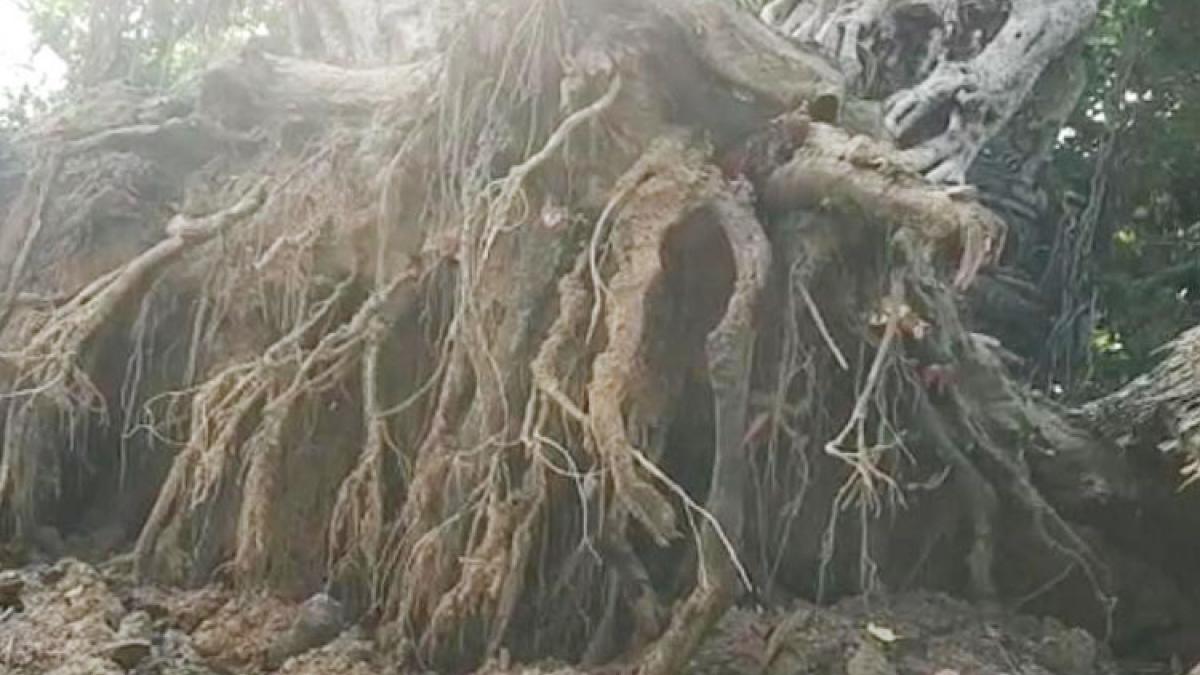 400 साल पुराना बरगद का पेड़ गिरा (Photo Aajtak)