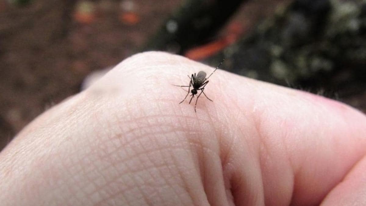 प्रतीकात्मक तस्वीर