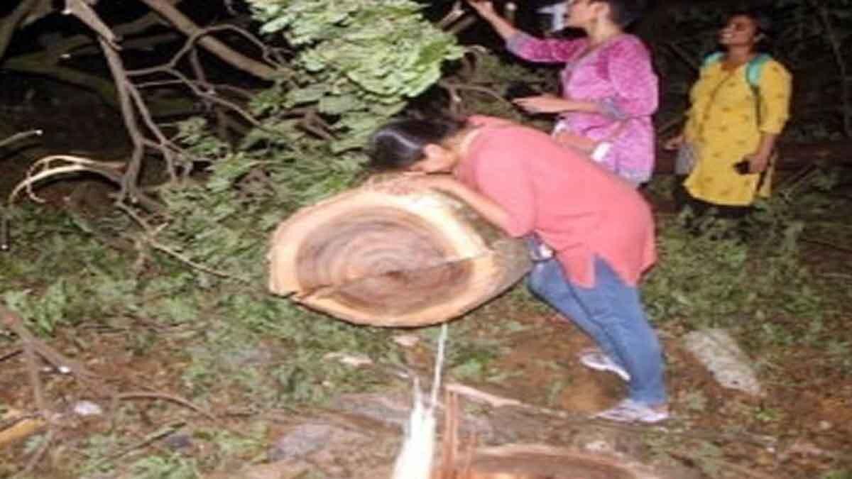 आरे कॉलोनी में पेड़ों की कटाई का हुआ था विरोध (फाइल फोटो)