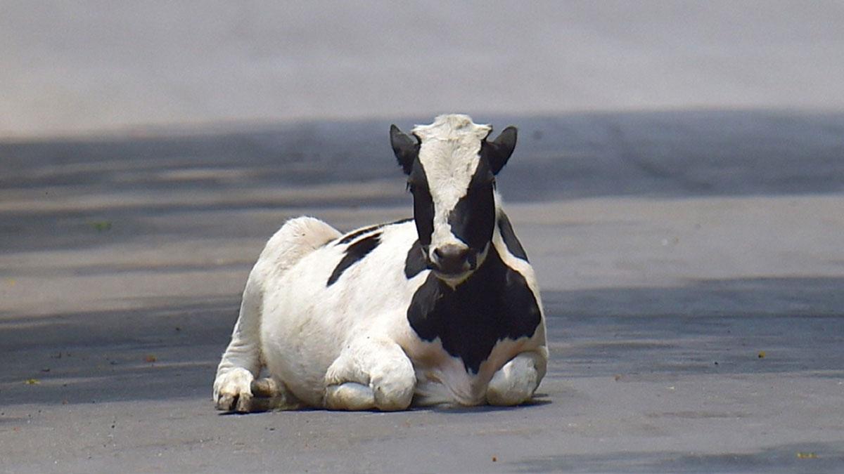 गाय (फोटो- पीटीआई)