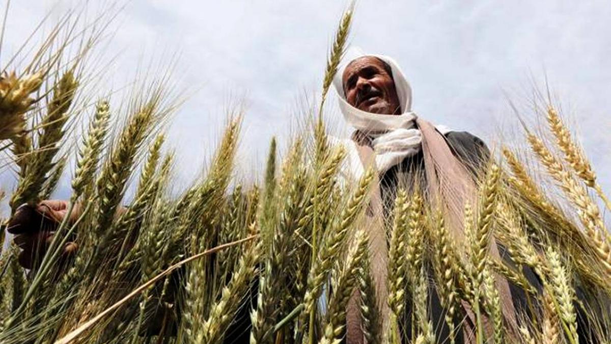 रबी फसलों की एमएसपी सरकार ने बढ़ा दी है 