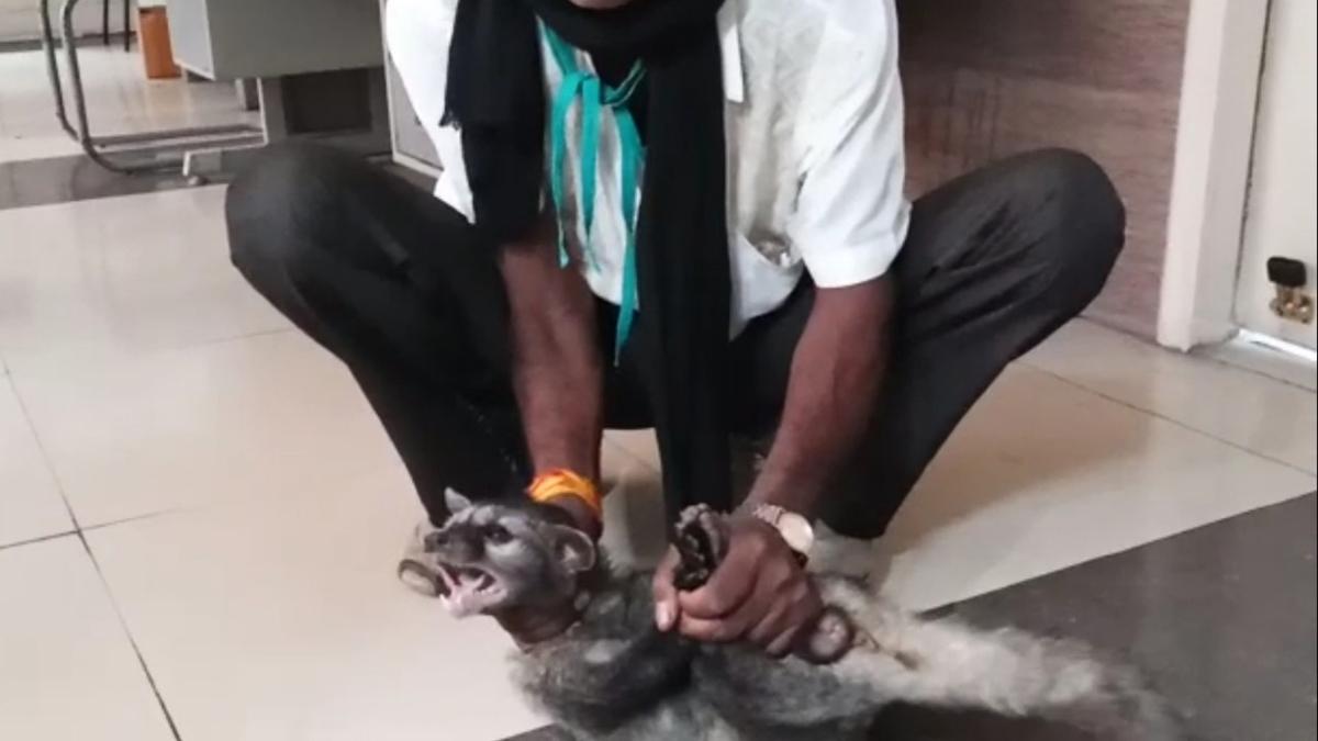 वन विभाग की टीम ने बड़ी मशक्कत के बाद बिज्जू को पकड़ा.