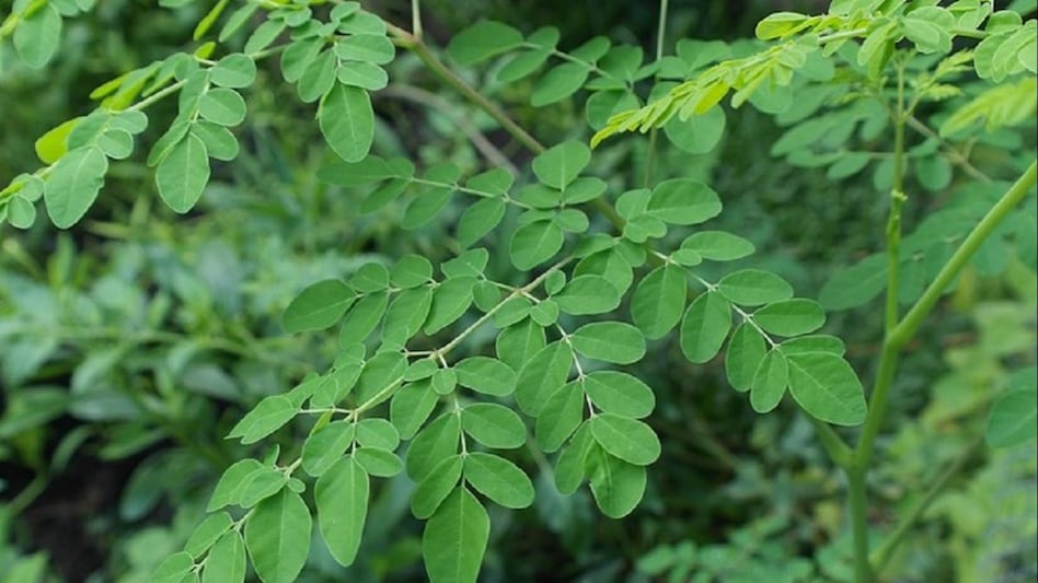 सहजन है गुणों का खजाना, सेहत के साथ-साथ मिलती है खूबसूरती भी - moringa know the many benefits of this plant tlif - AajTak
