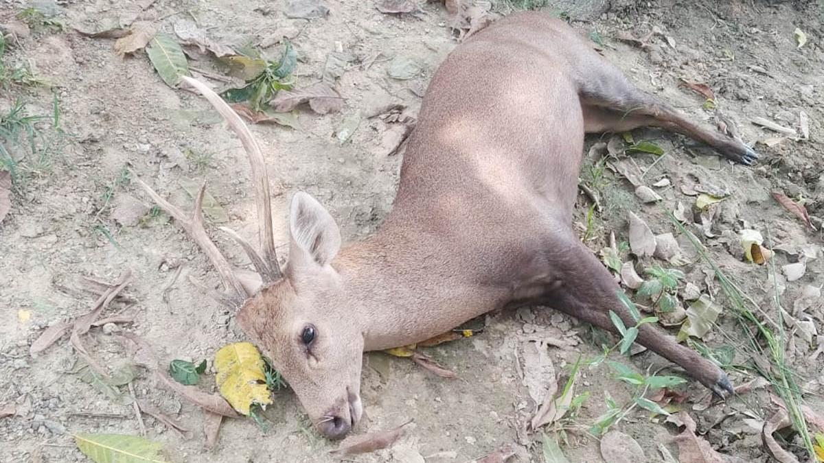 आपसी लड़ाई में गई दो बाहरसिंघों की जान