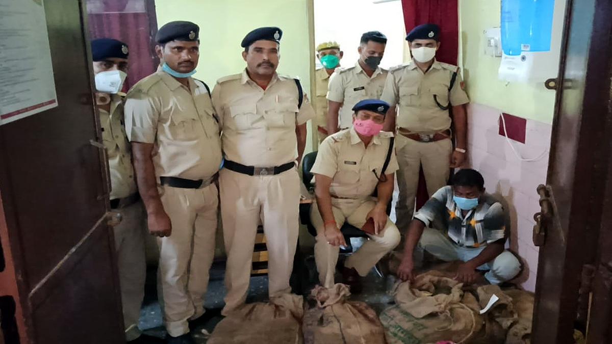 260 Turtles found in Brahmaputra Mail