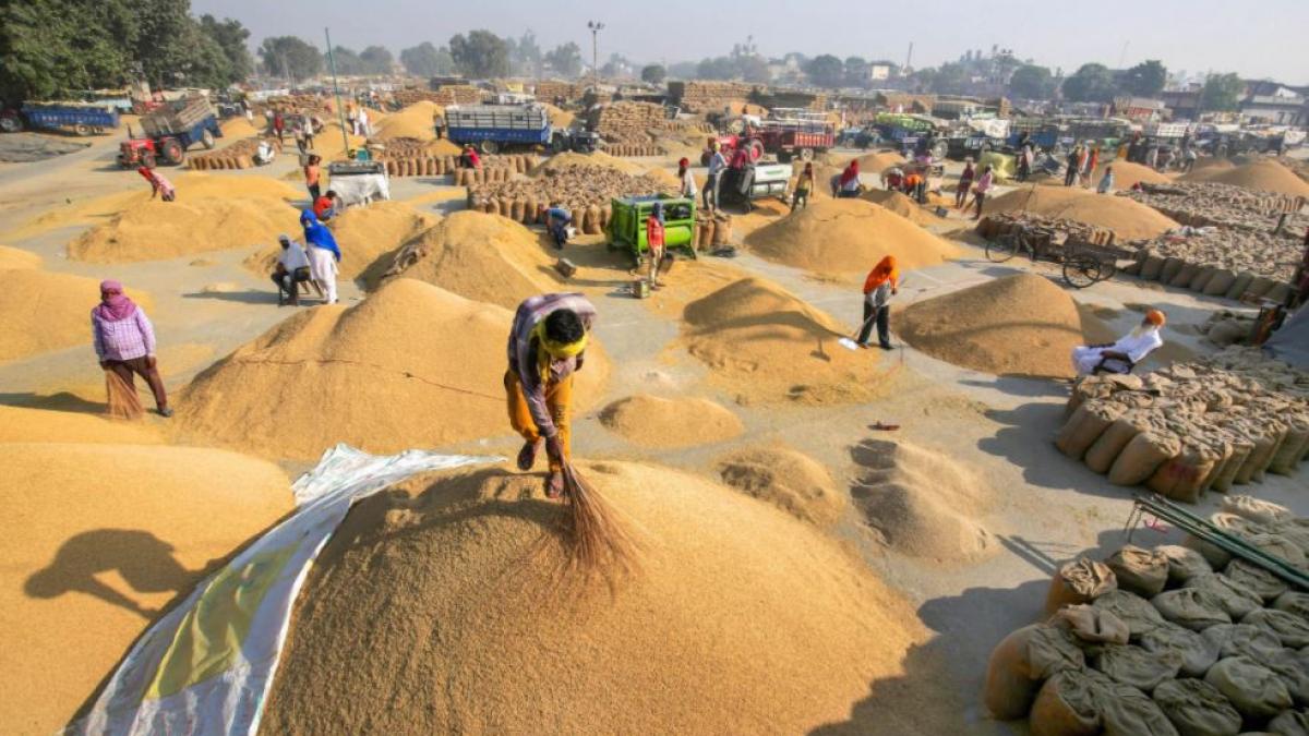 पंजाब में धान की खरीद शुरू हो गई है (फोटो- पीटीआई)