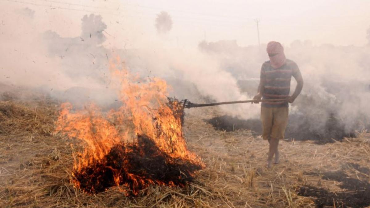 13 अक्टूबर को अमृतसर में पराली जलाता शख्स (फोटो- पीटीआई)