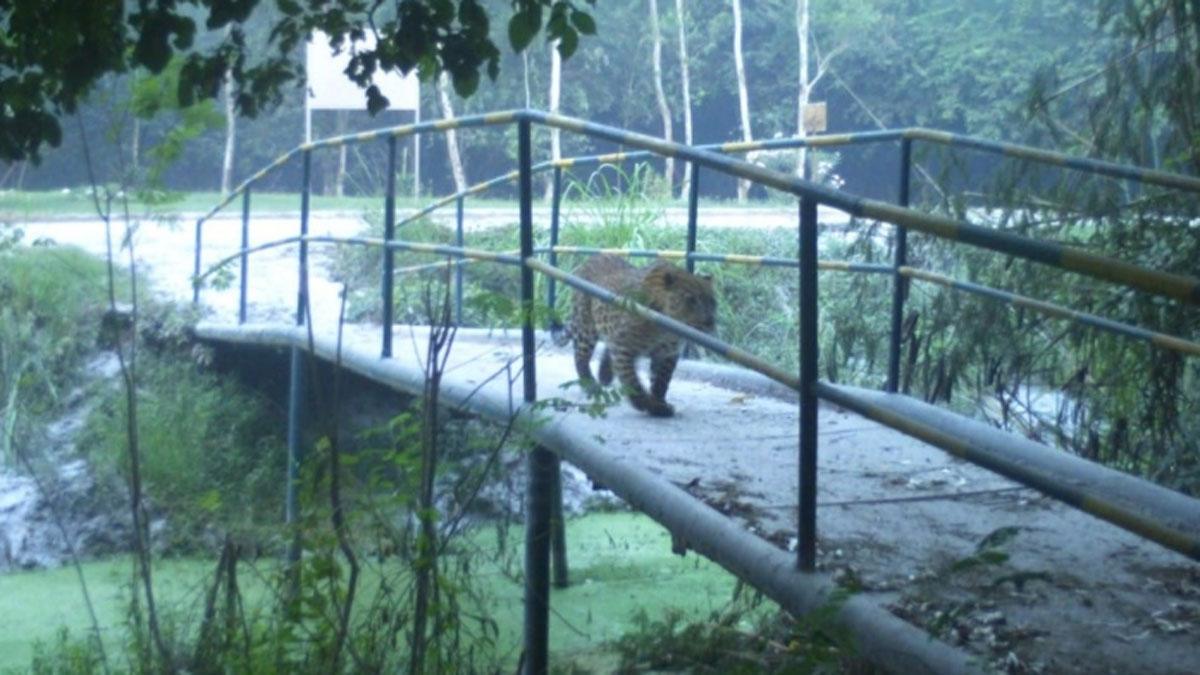 7 अक्टूबर को कैमरों में तेंदुए की तस्वीर कैद हुई थी