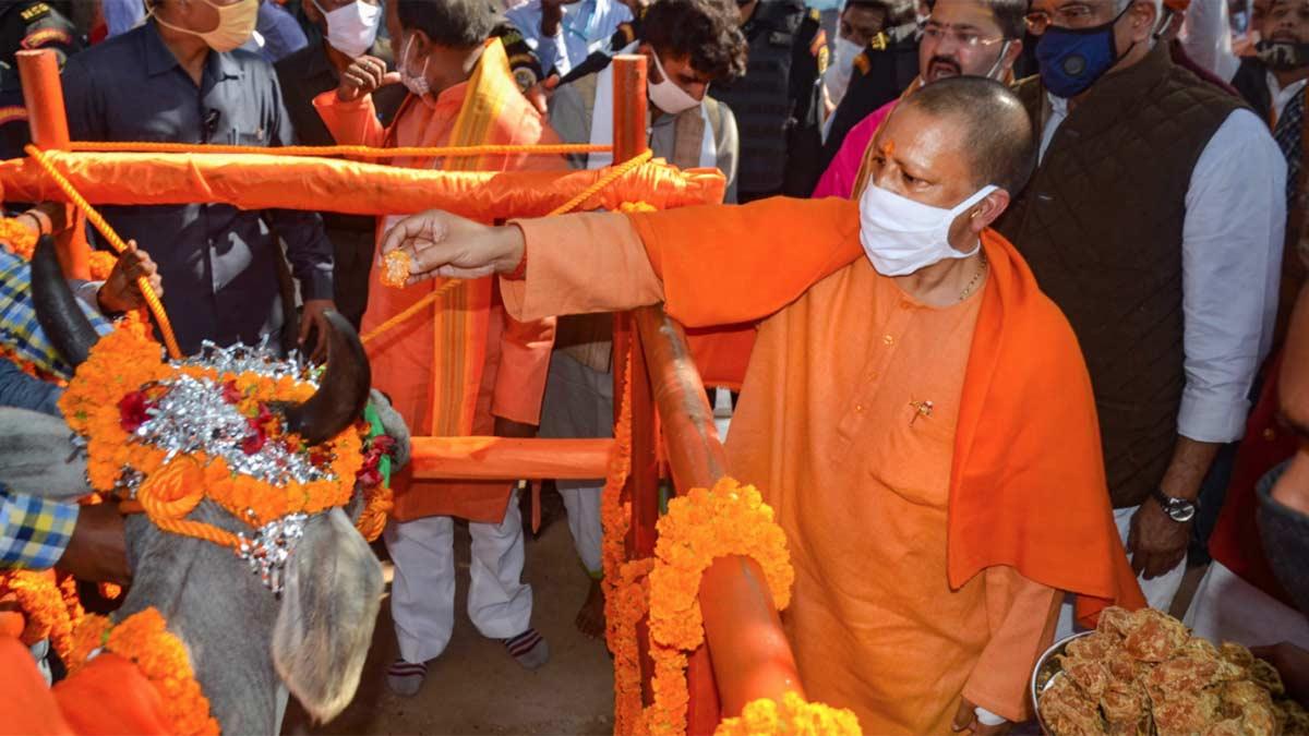 गोपाष्टमी पर गाय को दुलराते CM योगी आदित्यनाथ (पीटीआई)