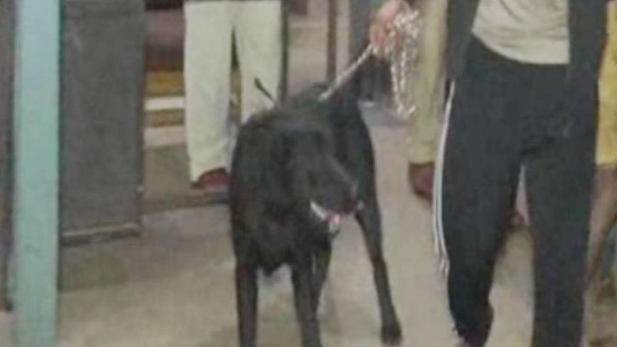 एक लेब्राडाेर डाॅग के मालिकाना हक का अजीब मामला (फोटो आजतक)