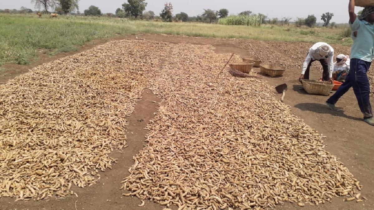 वर्धा में किसानों का समूह कर रहा हल्दी का उत्पादन