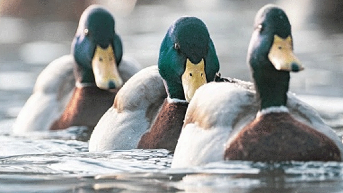 Representative Getty Images
