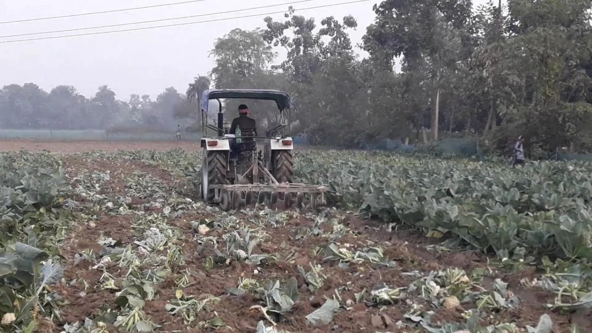 गोभी की फसल पर चलाना पड़ा ट्रैक्टर (फोटो-आजतक)