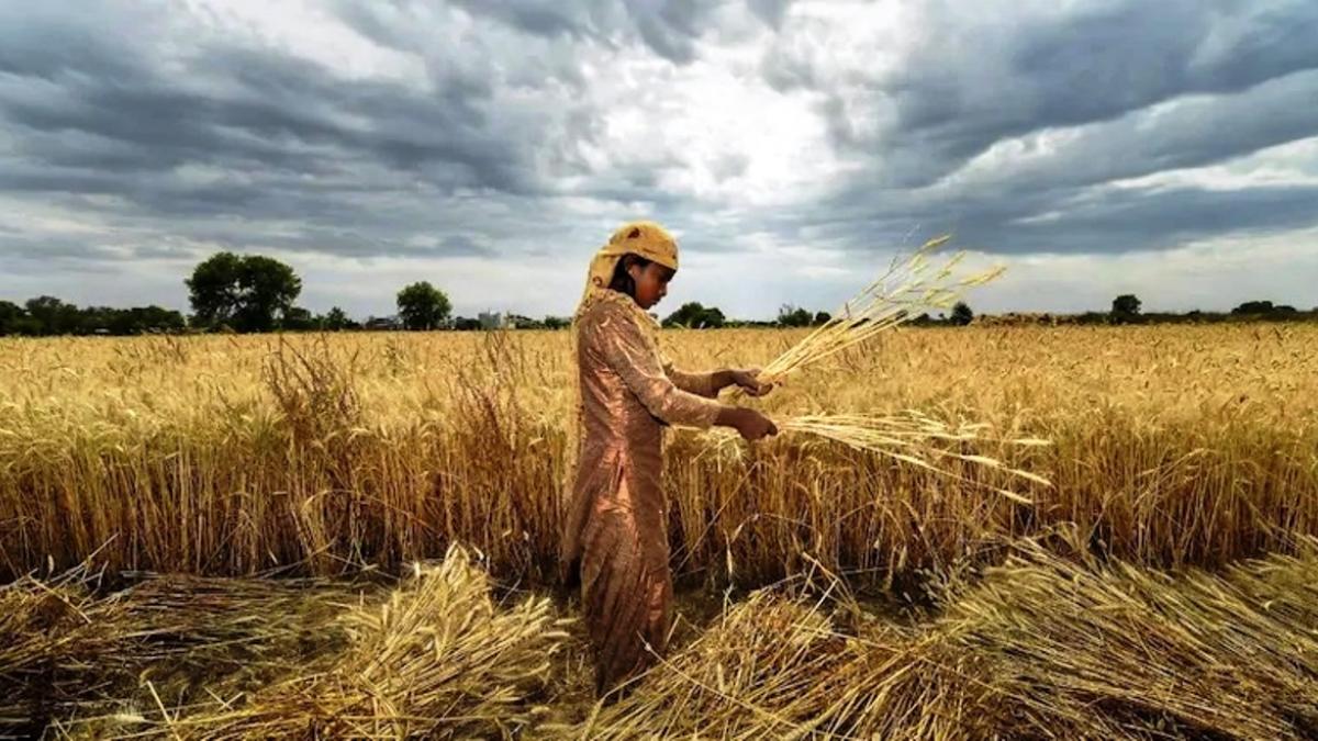 किसानों के बच्चे खेती से दूर हो रहे (फाइल फोटो: PTI) 