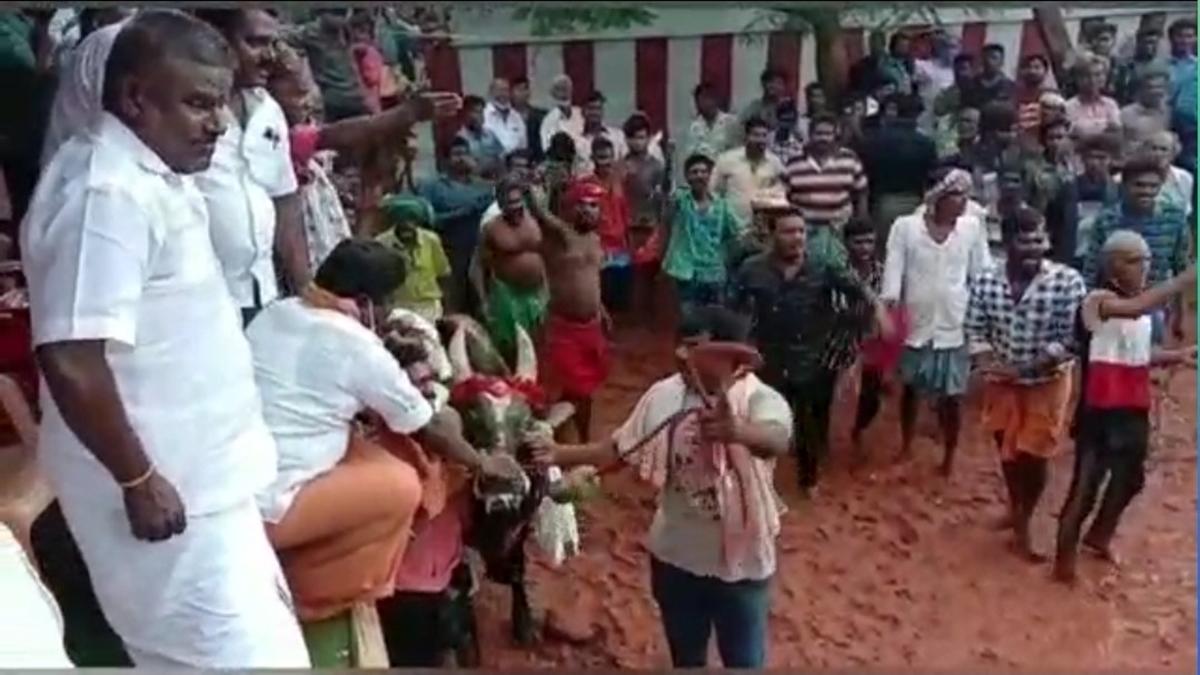 'जल्लीकट्टू' खेल का आयोजन 