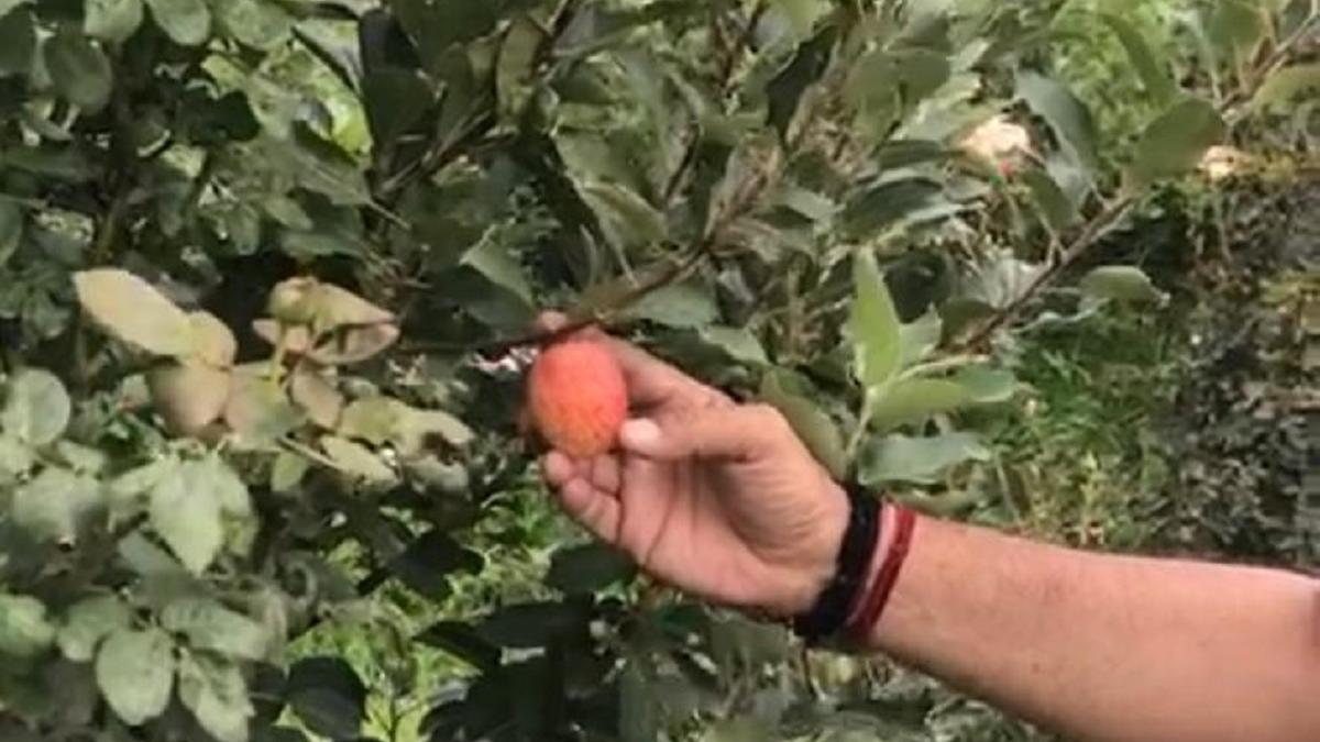 16 एकड़ में फैला है बगीचा