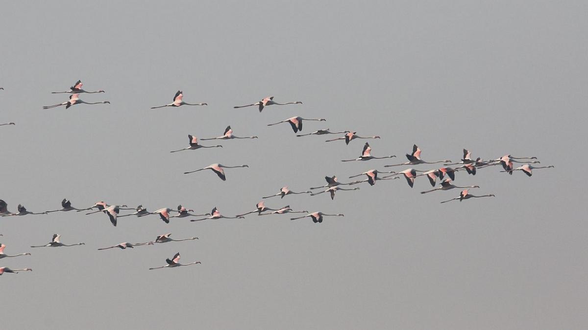 दिल्ली एनसीआर में प्रवासी पक्षियों का आगमन हो रहा है.