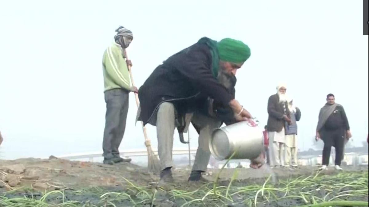 आंदोलनकारी किसान कर रहे हैं खेती (ANI)