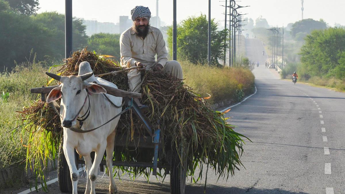  पंजाब में 1960 के दशक में शुरू हुई थी हरित क्रांति (फाइल फोटो-PTI)