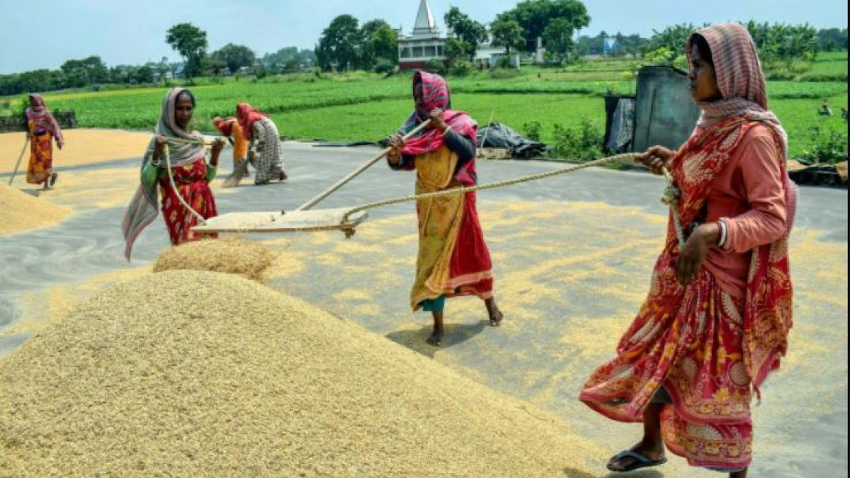 चीन चावल का सबसे बड़ी आयातक देश है (फोटो- पीटीआई)