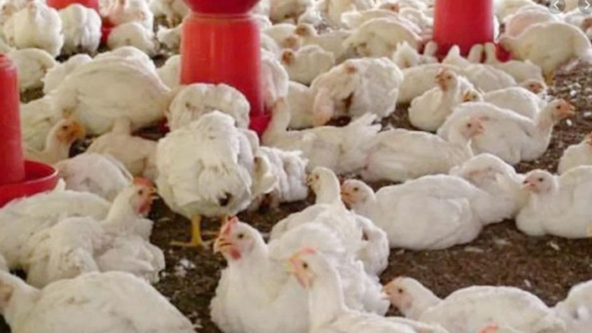 बर्ड फ्लू पर अलर्ट मोड में केजरीवाल सरकार (फाइल फोटो)