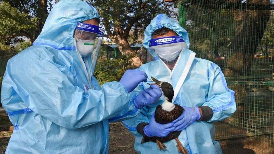 बढ़ी दहशत, MP में चिकन शॉप की मुर्गी में बर्ड फ्लू, गुजरात-यूपी-हिमाचल में फिर कौओं की मौत - bird flu virus Animal Husbandry crows found dead Udhampur Mehsana Sonbhadra indore neemuch -