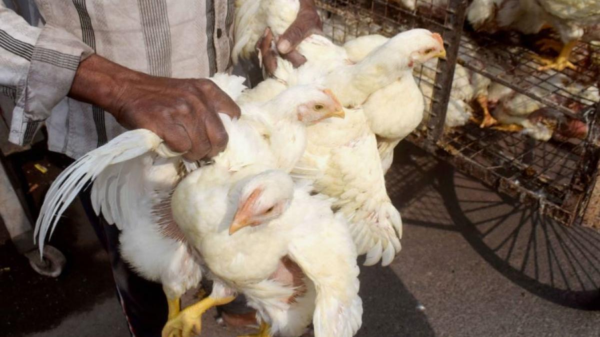 बर्ड फ्लू की वजह से चिकेन की बिक्री कम हो गई है (फोटो-पीटीआई)
