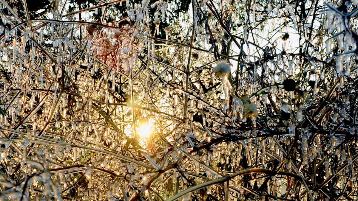 ठंड के कारण पेड़-पौधे जमे