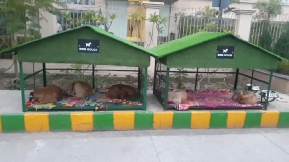 स्ट्रे डॉग्स के लिए 25 पक्के घर बनाए गए हैं