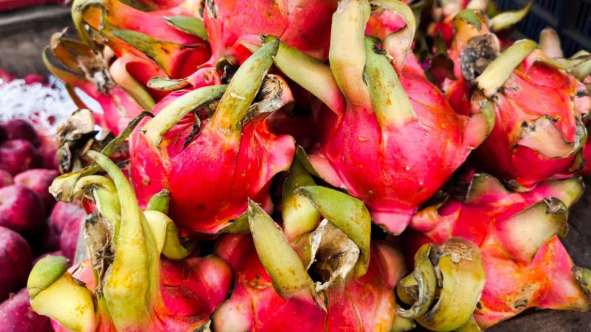 ड्रैगन फ्रूट का नाम बदलकर ‘कमलम’ करने पर राजनीति तेज (फोटो-गोपी)