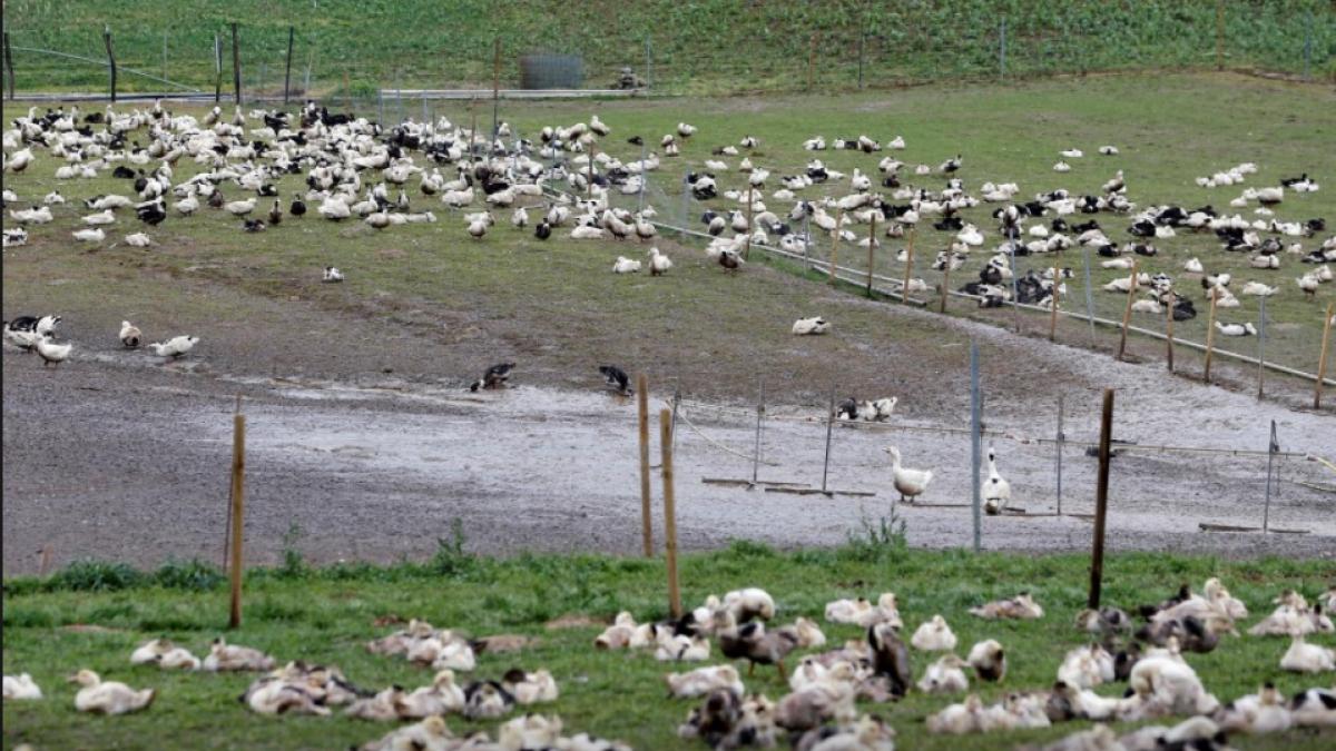 फ्रांस में बर्ड फ्लू की दस्तक (फाइल फोटो: रॉयटर्स)