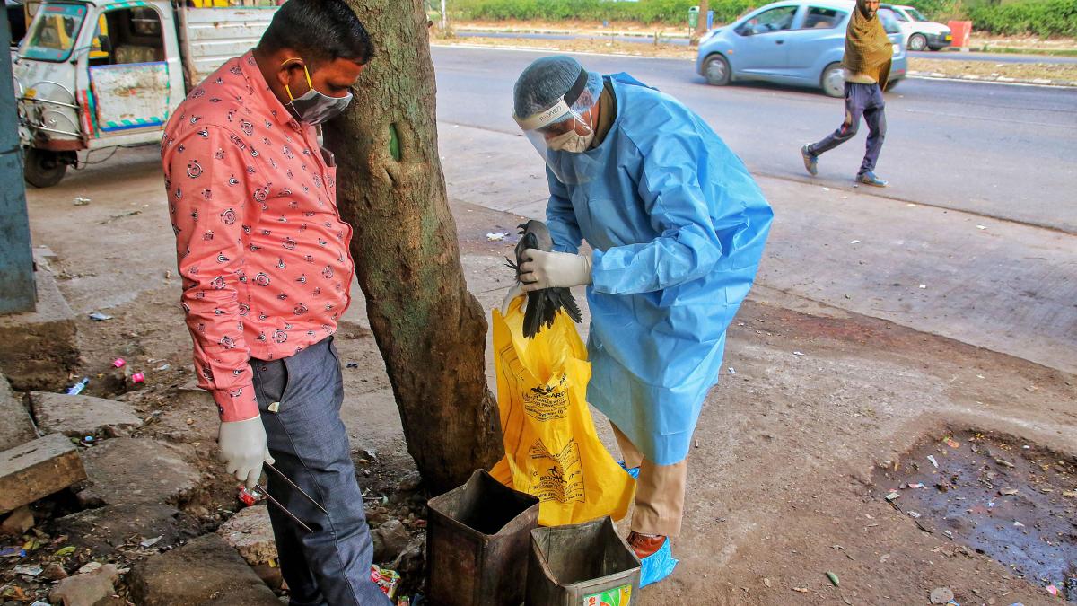 बर्ड फ्लू ने भारत में बढ़ाई चिंता (फाइल)