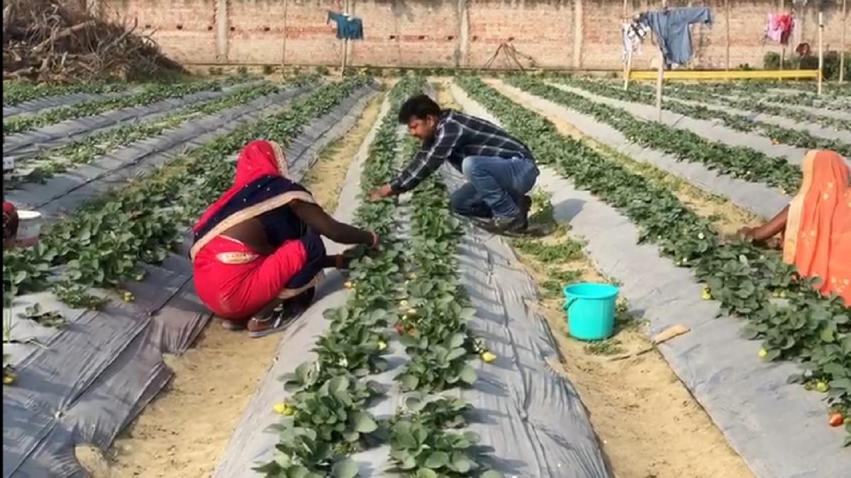 वाराणसी में स्ट्रॉबेरी की खेती