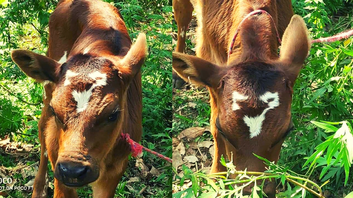 मिल्मा नाम के इस बछड़े में ऐसा क्या है खास? जो देखने वालों का लग गया मजमा!