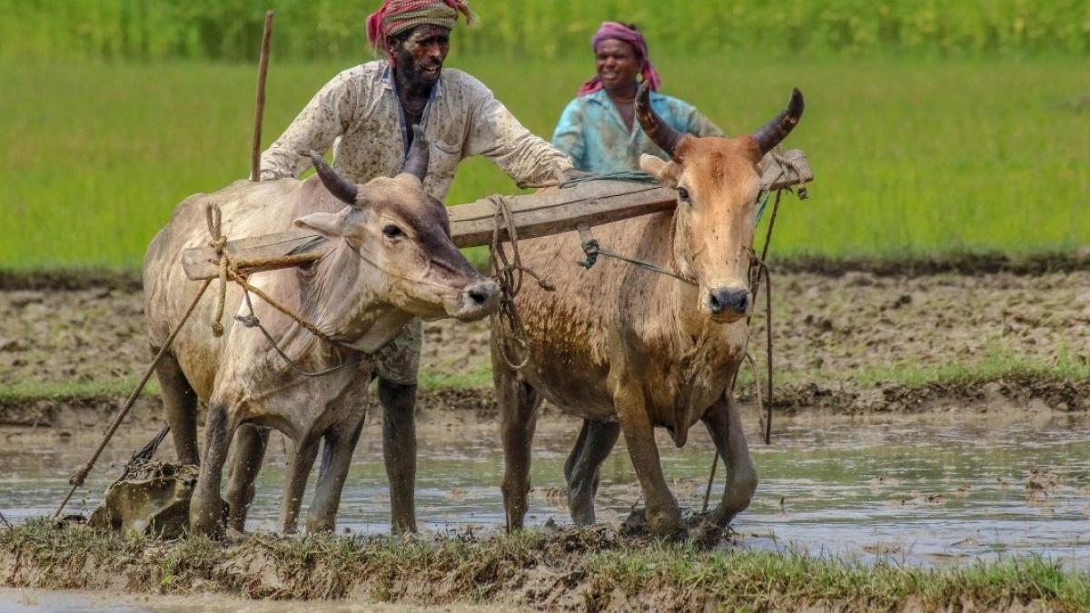 किसानों के मुद्दे पर राज्यसभा में चर्चा (सांकेतिक फोटो)