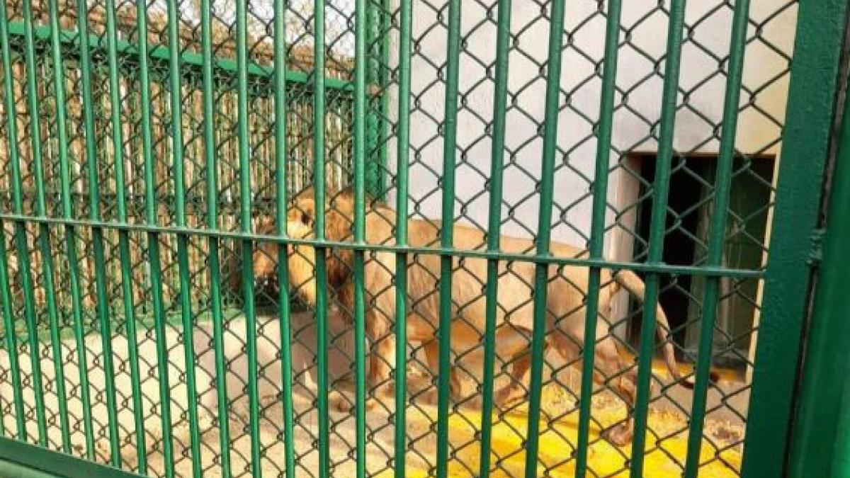 यूपी में दहाड़ेंगे गुजरात के शेर (फोटो- आजतक)