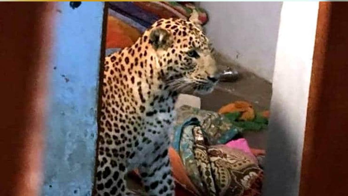  गांव में तेंदुआ के परिवार को घूमता देख ग्रामीणों की अटकी सांसें, मॉनिटरिंग में जुटा वन विभाग.