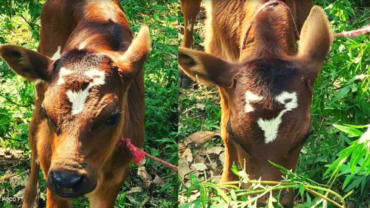 मिल्मा को देखने के लिए लगी हुई है भीड़ (फोटो क्रेडिट: गोपी उन्नीथन)